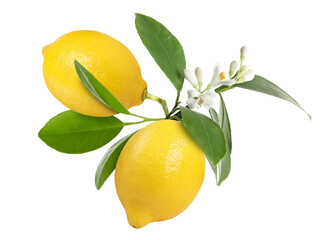 Branch with lemon fruits, green leaves and flowers isolated on white