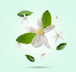 Beautiful flowers and fresh leaves of citrus plant falling on green gradient background