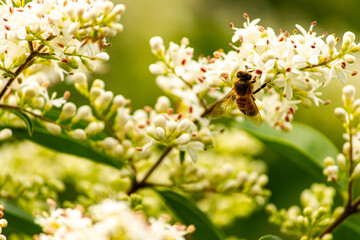 Abeille sur fleur blanche