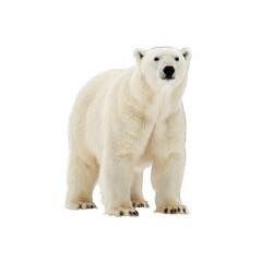 Fototapeta premium Polar Bear Standing Isolated on Black Background Realistic Fur Texture White Animal Full Body Shot Natural Habitat Arctic Wildlife