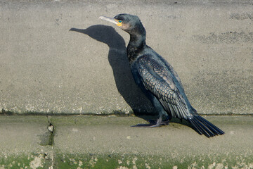 Cormorant drying feathers by opening wings against the sun