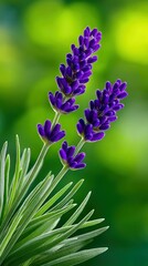 A detailed macro shot of vibrant purple lavender flowers and their green foliage against a soft, out-of-focus green background, suggesting a natural, serene set