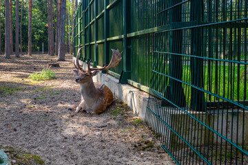 deer with large antlers is resting in an enclosure, next to a green metal fence. The surrounding area is a mix of dirt and trees.