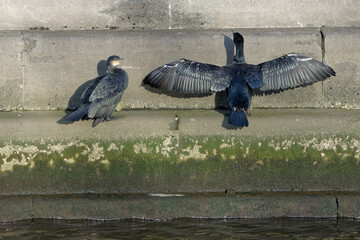 Cormorant drying feathers by opening wings against the sun