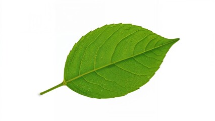 Obraz premium Green leaf with detailed veins and serrated edges on a plain white background.