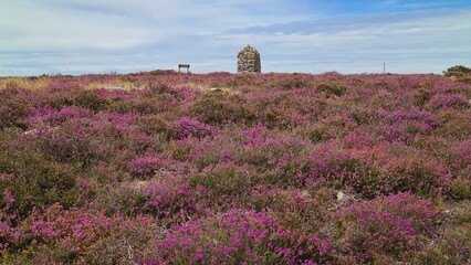Le sommet du mont Caroux et ses magnifiques paysages de bruyère en fleur à la fin de l'été