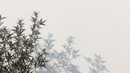 Shadows of plant branches on a plain wall with minimalistic natural aesthetic.