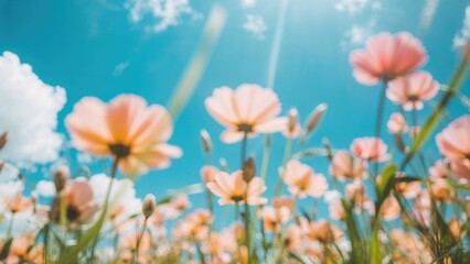 A field of pink and orange cosmos flowers against a blue sky with clouds and sunlight.