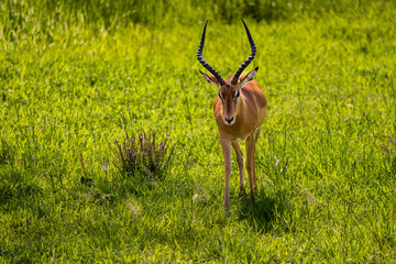 An impala with impressive horns stands in a vibrant green field.