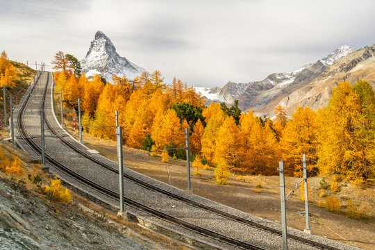Gornergrat Railway, Matterhorn Mountain and Yellow Golden Larches in Autumn on Cloudy Day. Fall Colors. Swiss Alps. Zermatt, Valais, Switzerland