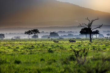 Misty African savanna at sunrise with silhouetted trees and antelopes.