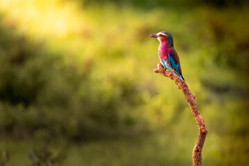 Jewel of the Branch &ndash; Lilac-Breasted Roller in the Sun