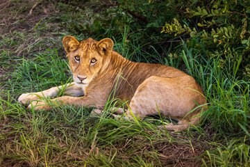 Young lion resting in tall grass, eyes fixed on viewer.