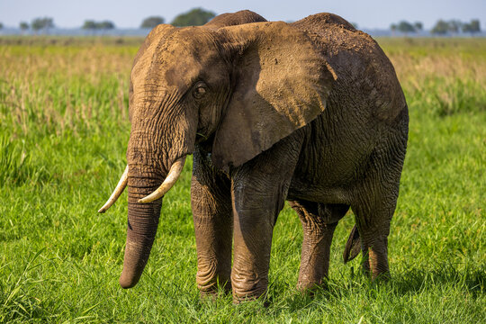 African elephant with tusks, covered in mud, stands in a green field. - Powered by Adobe