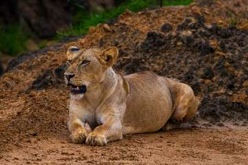 A lioness rests on the ground, looking alert.