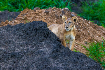 A young lion cub stands behind a dark rock, looking out.