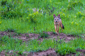 A jackal stands alert in lush green grass, looking directly at the viewer.