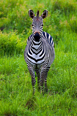 A zebra with striking stripes stands in vibrant green grass.