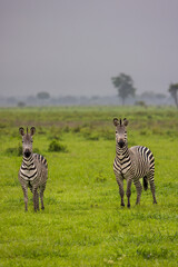 Fototapeta premium Two zebras stand in a lush green field under a cloudy sky.