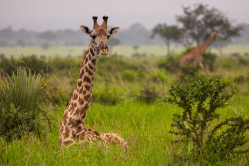A giraffe sits in lush green grass, another visible in the distance.