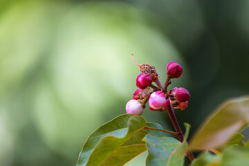 Close-up of vibrant pink and red flower buds on a branch with green leaves.