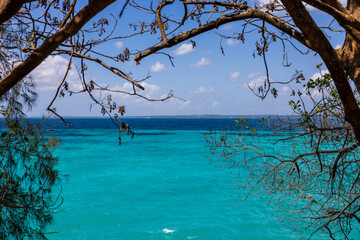 Vibrant turquoise and deep blue ocean framed by tree branches under a clear sky.
