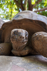 Portrait of a giant tortoise, showcasing its ancient face and textured shell.