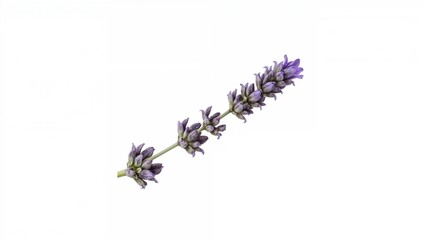 Lavender flower showing from 1895