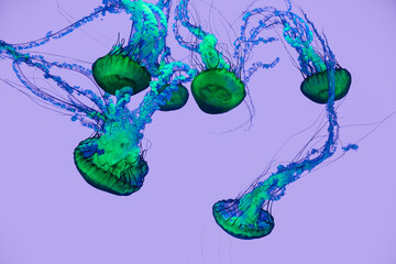 Glowing blue and green jellyfish drifting underwater on a soft purple background