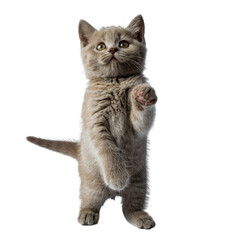 Obraz premium Small Fluffy Kitten Standing on Hind Legs Reaching Forward Against Black Background
