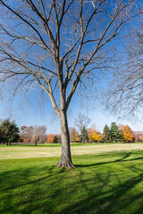 Obraz premium Large bare tree casts shadows on green lawn in Connecticut autumn