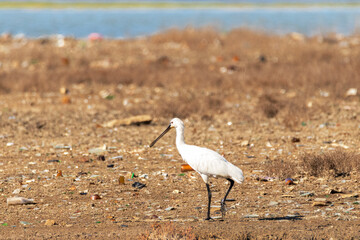 Buscando comida entre la contaminación esta Espátula común (Platalea leucorodia)