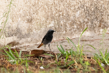 Colirrojo tizón macho "Phoenicurus ochruros" Buscando comida 