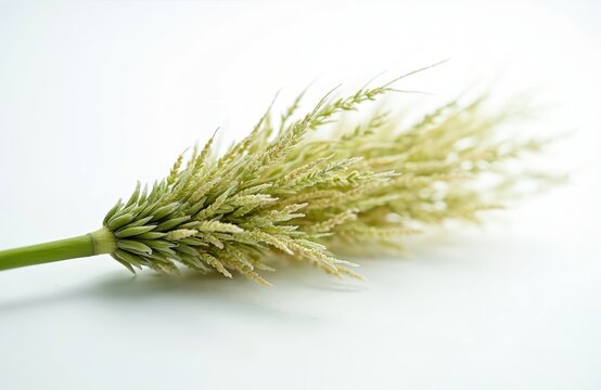 Finger millet, known as Ragi, is a cereal grain grown in Africa and Asia. This annual herbaceous plant detail shows its grain structure on a white background.
