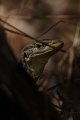 Vigilant Monitor Lizard Peeking Through Dark Grass