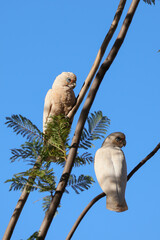 Two Bare-Eyed Cockatoos Perched Against Blue Sky