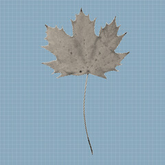 Vintage halftone maple leaf illustration created with black dots on a textured background. Retro botanical vector design element suitable for posters, prints, stickers, and modern graphic artwork.