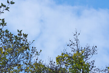 秋の空と雲と木々13