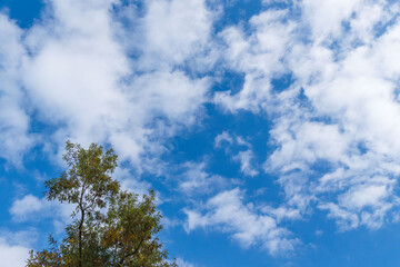 秋の空と雲と木々01