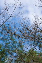 秋の山　空と木と松ぼっくり