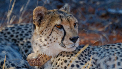 portrait of a cheetah © Sig