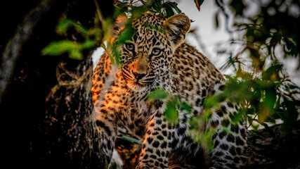 Leopard in tree South Africa  © Sig