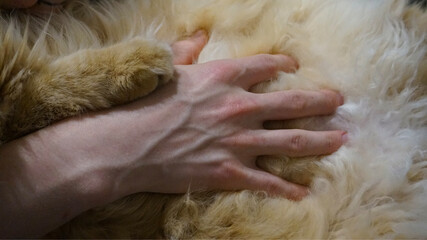 A close-up of a human hand gently touching soft cat fur, showing calmness, comfort, and emotional...