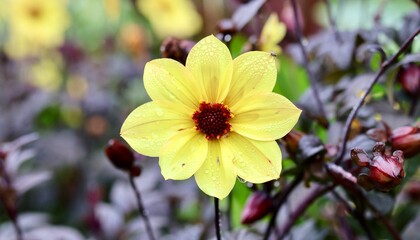 close-up of a yellow flower  in a park