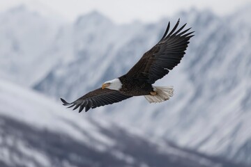 Fototapeta premium An eagle soars with wings extended against a backdrop of snowcovered mountains