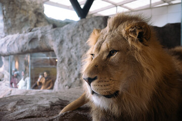 Lion Lincoln Park Zoo