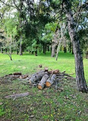 a pile of firewood in the forest.
view of the firewood in a clearing with short green grass