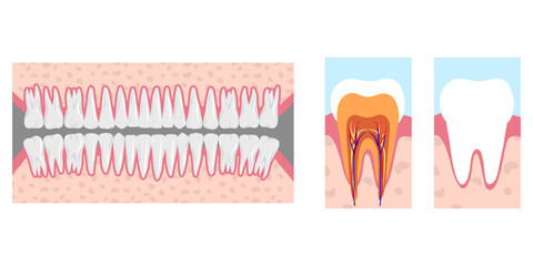 Hand-drawn illustration of all 32 healthy adult teeth, fully displayed and  dental anatomy tooth. Professional dentistry content