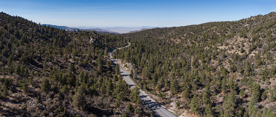 Pine Tree Forest Highway in Southern California