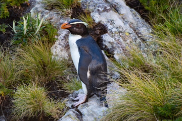 Obraz premium Penguin on the rocks of New Zealand (Hoiho penguin)